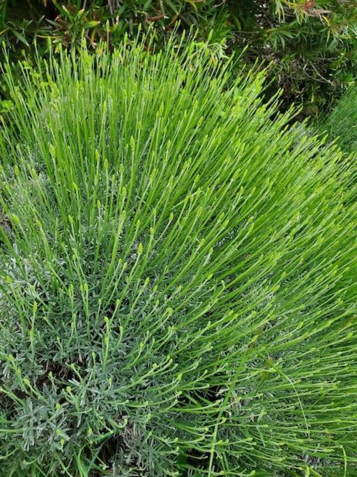 Reve En Luberon Villa Lauris Ngoại thất bức ảnh